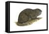 Tuco-Tuco (Ctenomys), Rodent, Mammals-Encyclopaedia Britannica-Framed Stretched Canvas