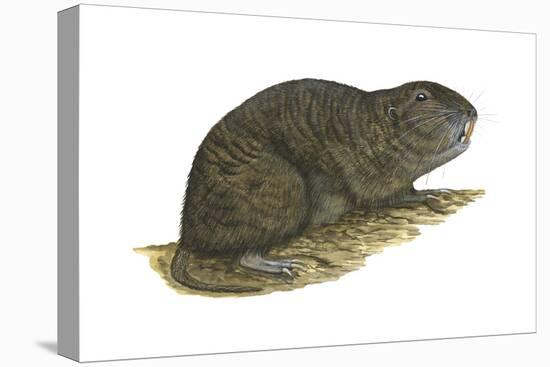 Tuco-Tuco (Ctenomys), Rodent, Mammals-Encyclopaedia Britannica-Stretched Canvas