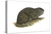 Tuco-Tuco (Ctenomys), Rodent, Mammals-Encyclopaedia Britannica-Stretched Canvas