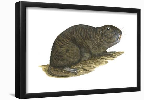 Tuco-Tuco (Ctenomys), Rodent, Mammals-Encyclopaedia Britannica-Framed Poster