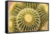 Tucson, Arizona, Usa of a cactus-Julien McRoberts-Framed Stretched Canvas