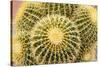 Tucson, Arizona, Usa of a cactus-Julien McRoberts-Stretched Canvas