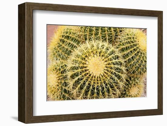 Tucson, Arizona, Usa of a cactus-Julien McRoberts-Framed Photographic Print