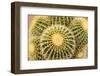 Tucson, Arizona, Usa of a cactus-Julien McRoberts-Framed Photographic Print