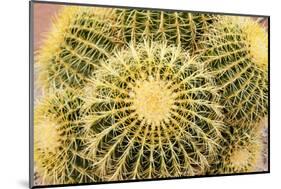 Tucson, Arizona, Usa of a cactus-Julien McRoberts-Mounted Photographic Print