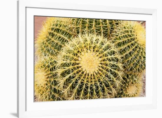 Tucson, Arizona, Usa of a cactus-Julien McRoberts-Framed Premium Photographic Print