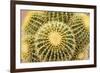 Tucson, Arizona, Usa of a cactus-Julien McRoberts-Framed Premium Photographic Print