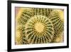 Tucson, Arizona, Usa of a cactus-Julien McRoberts-Framed Premium Photographic Print