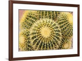 Tucson, Arizona, Usa of a cactus-Julien McRoberts-Framed Premium Photographic Print