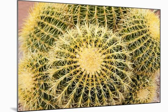 Tucson, Arizona, Usa of a cactus-Julien McRoberts-Mounted Premium Photographic Print