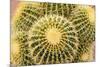 Tucson, Arizona, Usa of a cactus-Julien McRoberts-Mounted Premium Photographic Print