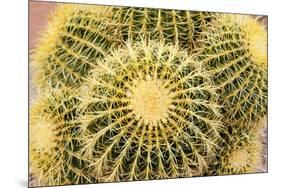 Tucson, Arizona, Usa of a cactus-Julien McRoberts-Mounted Premium Photographic Print