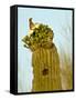 Tucson, Saguaro National Park, Arizona, USA-Peter Hawkins-Framed Stretched Canvas