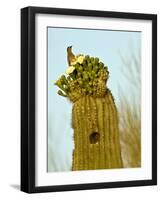 Tucson, Saguaro National Park, Arizona, USA-Peter Hawkins-Framed Photographic Print