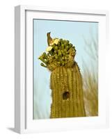 Tucson, Saguaro National Park, Arizona, USA-Peter Hawkins-Framed Photographic Print