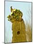 Tucson, Saguaro National Park, Arizona, USA-Peter Hawkins-Mounted Photographic Print