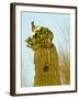 Tucson, Saguaro National Park, Arizona, USA-Peter Hawkins-Framed Photographic Print