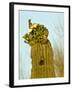 Tucson, Saguaro National Park, Arizona, USA-Peter Hawkins-Framed Photographic Print