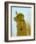 Tucson, Saguaro National Park, Arizona, USA-Peter Hawkins-Framed Photographic Print