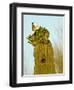 Tucson, Saguaro National Park, Arizona, USA-Peter Hawkins-Framed Photographic Print