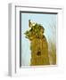 Tucson, Saguaro National Park, Arizona, USA-Peter Hawkins-Framed Photographic Print