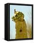 Tucson, Saguaro National Park, Arizona, USA-Peter Hawkins-Framed Stretched Canvas