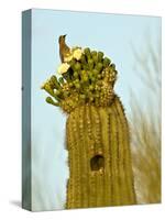 Tucson, Saguaro National Park, Arizona, USA-Peter Hawkins-Stretched Canvas