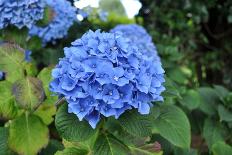 Blue Hydrangea-tufelka-Photographic Print