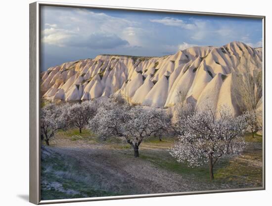 Tuff Stone Erosion Near Uchisar, Blossoming Trees, Cappadocia, Anatolia, Turkey-Rainer Mirau-Framed Photographic Print