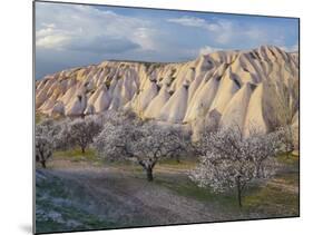 Tuff Stone Erosion Near Uchisar, Blossoming Trees, Cappadocia, Anatolia, Turkey-Rainer Mirau-Mounted Photographic Print