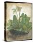 Tuft of Cowslips by Albrecht D¼rer-Albrecht Dürer-Stretched Canvas