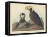 Tufted Auk, 1835-John James Audubon-Framed Stretched Canvas