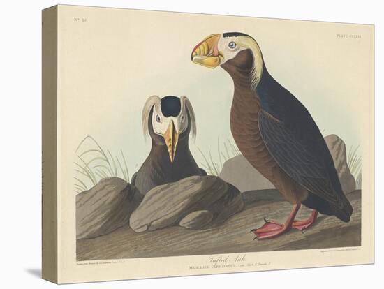 Tufted Auk, 1835-John James Audubon-Stretched Canvas