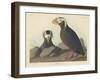 Tufted Auk, 1835-John James Audubon-Framed Giclee Print