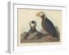 Tufted Auk, 1835-John James Audubon-Framed Giclee Print