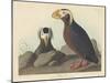 Tufted Auk, 1835-John James Audubon-Mounted Giclee Print