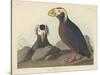 Tufted Auk, 1835-John James Audubon-Stretched Canvas