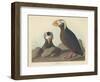 Tufted Auk, 1835-John James Audubon-Framed Premium Giclee Print