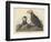 Tufted Auk, 1835-John James Audubon-Framed Premium Giclee Print