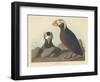 Tufted Auk, 1835-John James Audubon-Framed Premium Giclee Print