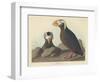 Tufted Auk, 1835-John James Audubon-Framed Premium Giclee Print