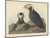 Tufted Auk, 1835-John James Audubon-Mounted Premium Giclee Print