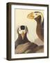 Tufted Auk - Focus-James Audubon-Framed Giclee Print