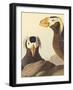 Tufted Auk - Focus-James Audubon-Framed Giclee Print