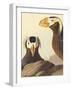 Tufted Auk - Focus-James Audubon-Framed Giclee Print