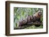 Tufted Capuchin group, Manu Biosphere Reserve, Peru-Alex Hyde-Framed Photographic Print