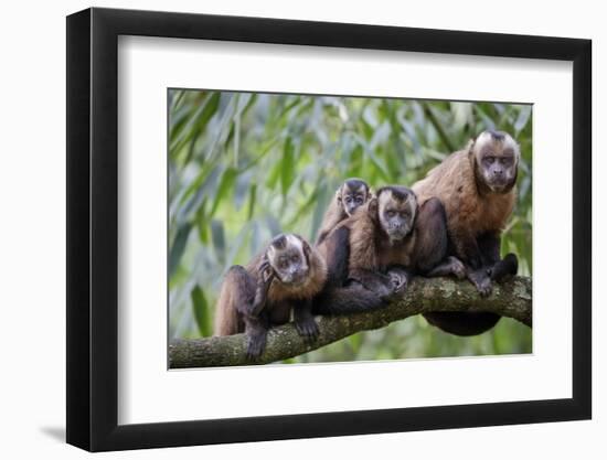 Tufted Capuchin group, Manu Biosphere Reserve, Peru-Alex Hyde-Framed Photographic Print