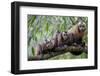 Tufted Capuchin group, Manu Biosphere Reserve, Peru-Alex Hyde-Framed Photographic Print