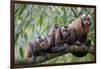 Tufted Capuchin group, Manu Biosphere Reserve, Peru-Alex Hyde-Framed Photographic Print