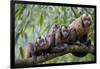 Tufted Capuchin group, Manu Biosphere Reserve, Peru-Alex Hyde-Framed Photographic Print